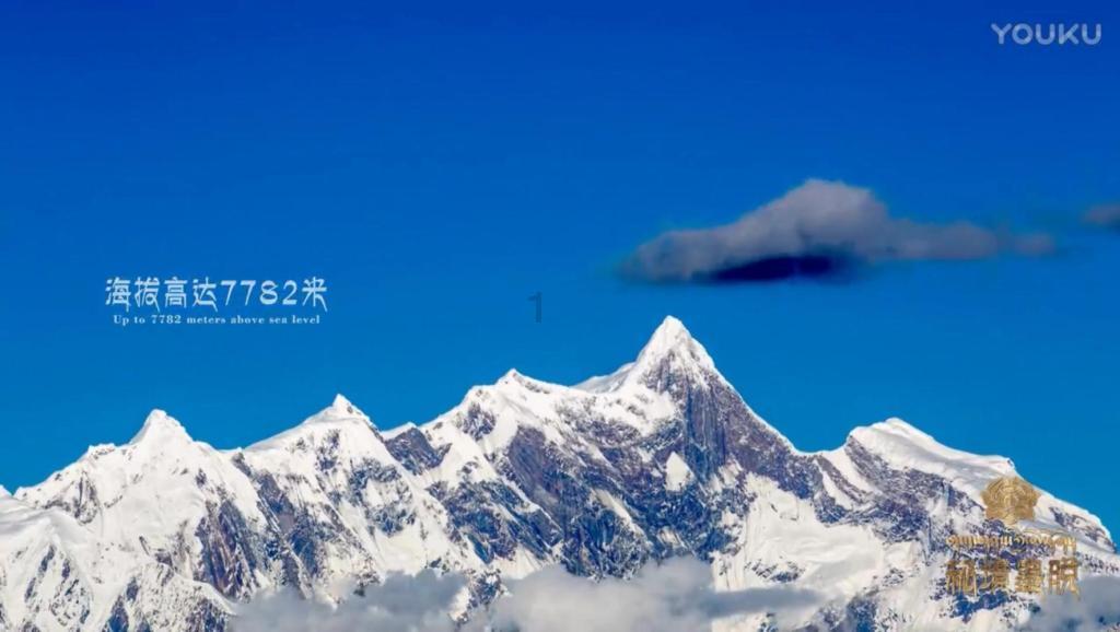 救援可爱的狮子